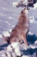 /album/fotky/a395px-coyote-00063-kopia-jpg/